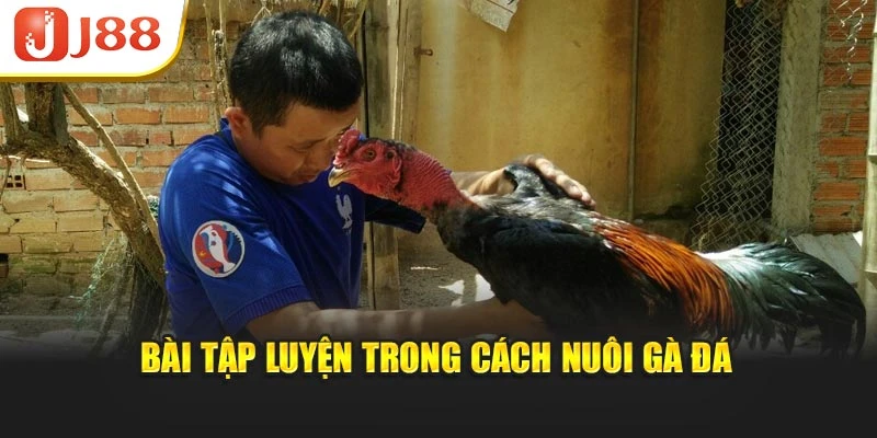 Bài tập luyện trong cách nuôi gà đá