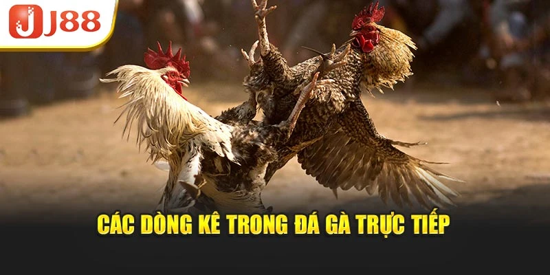 Các dòng kê trong đá gà trực tiếp