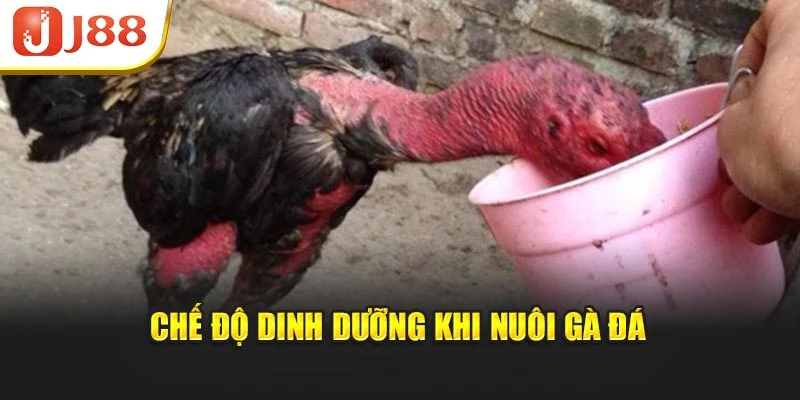 Chế độ dinh dưỡng khi nuôi gà đá