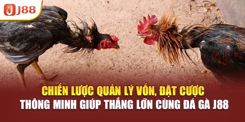 Chiến lược quản lý vốn, đặt cược thông minh giúp thắng lớn cùng đá gà J88