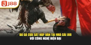 Đá Gà Cựa Sắt Hấp Dẫn Tại Nhà Cái J88 Với Công Nghệ Hiện Đại