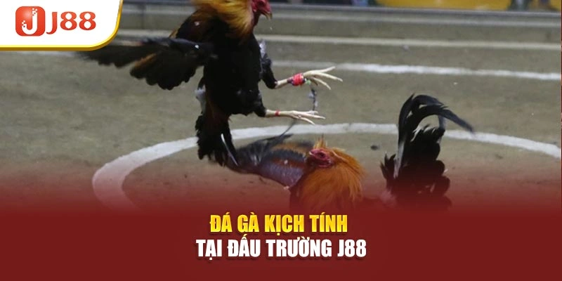 Đá gà kịch tính tại đấu trường J88