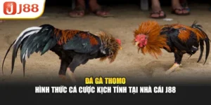 Đá Gà Thomo - Hình Thức Cá Cược Kịch Tính Tại Nhà Cái J88