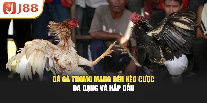 Đá gà Thomo mang đến kèo cược đa dạng và hấp dẫn