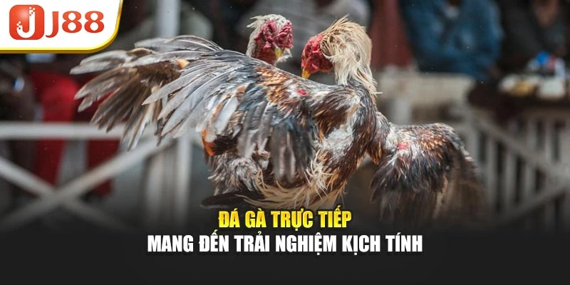 Đá gà trực tiếp mang đến trải nghiệm kịch tính