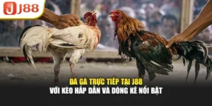 Đá Gà Trực Tiếp Tại J88 Với Kèo Hấp Dẫn Và Dòng Kê Nổi Bật