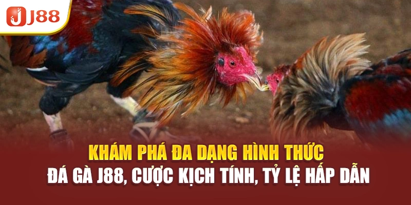 Khám phá đa dạng hình thức đá gà J88, cược kịch tính, tỷ lệ hấp dẫn