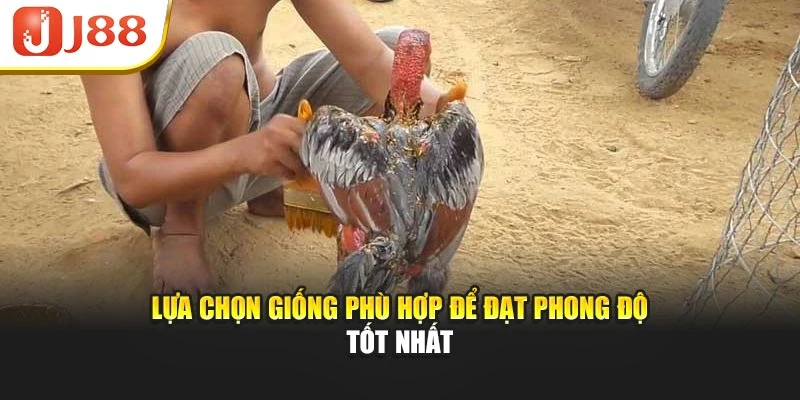 Lựa chọn giống phù hợp để đạt phong độ tốt nhất