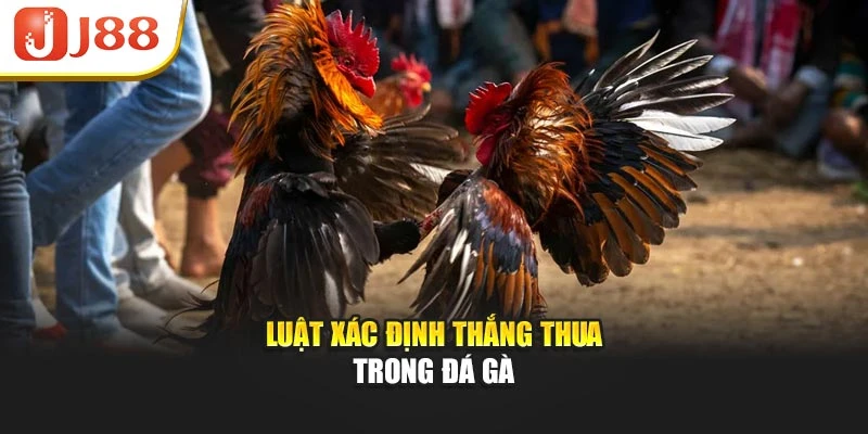 Luật xác định thắng thua trong đá gà