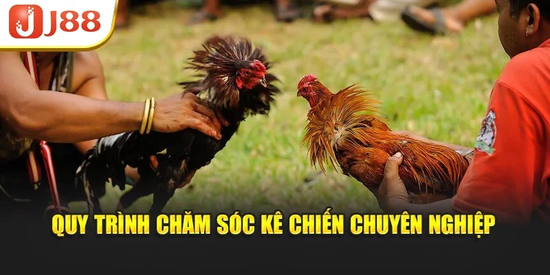 Quy trình chăm sóc kê chiến chuyên nghiệp