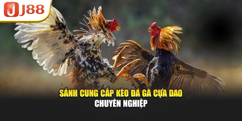 Sảnh cung cấp kèo đá gà cựa dao chuyên nghiệp