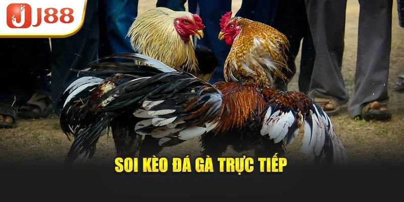 Soi kèo đá gà trực tiếp