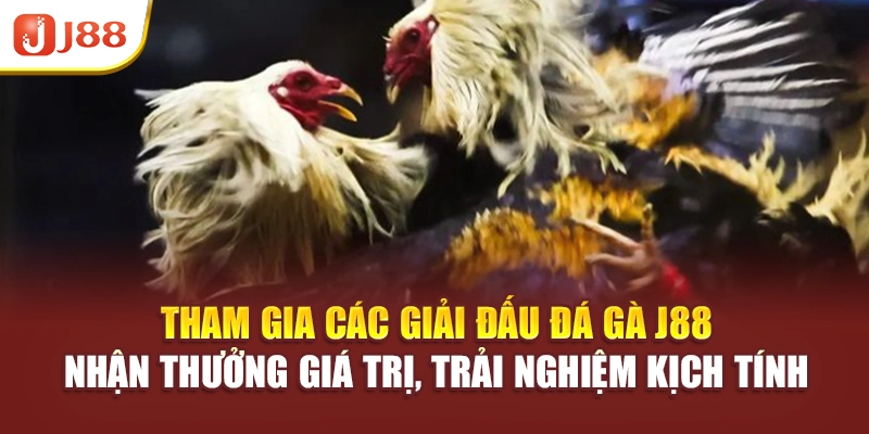 Tham gia các giải đấu đá gà J88, nhận thưởng giá trị, trải nghiệm kịch tính
