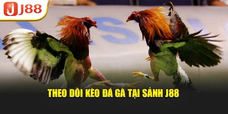 Theo dõi kèo đá gà tại sảnh J88