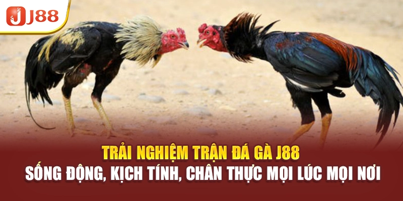 Trải nghiệm trận đá gà J88 sống động, kịch tính, chân thực mọi lúc mọi nơi