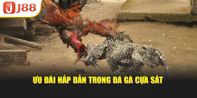 Ưu đãi hấp dẫn trong đá gà cựa sắt